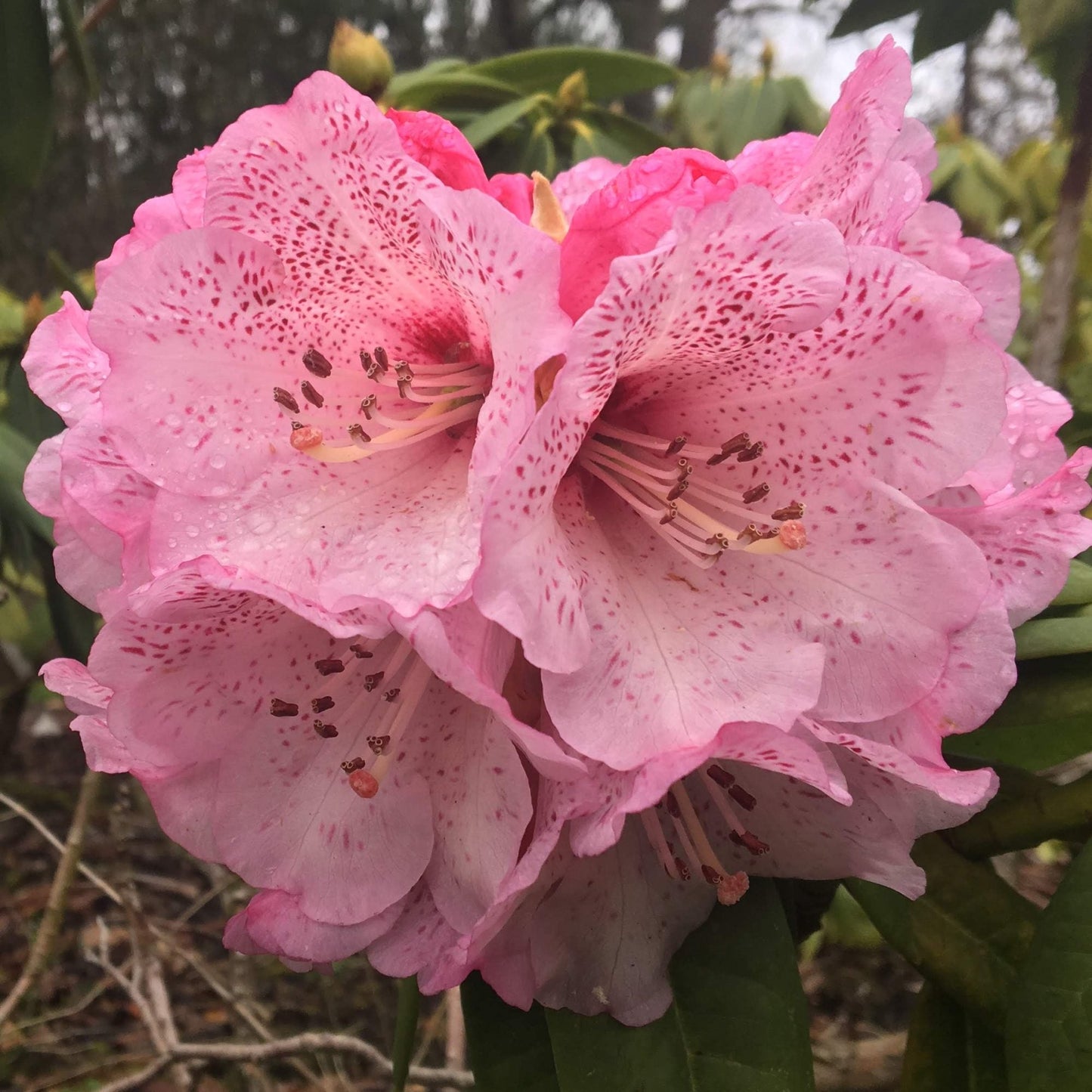 Rhododendron Flower seeds for Planting Compact Growth Heirloom & GMO Free Seeds for Home Garden
