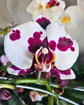 White Red Phalaenopsis Orchid Flower seeds for Planting Fragrant Blossoms, Heirloom & GMO Free Seeds for Home Garden seeds for planting