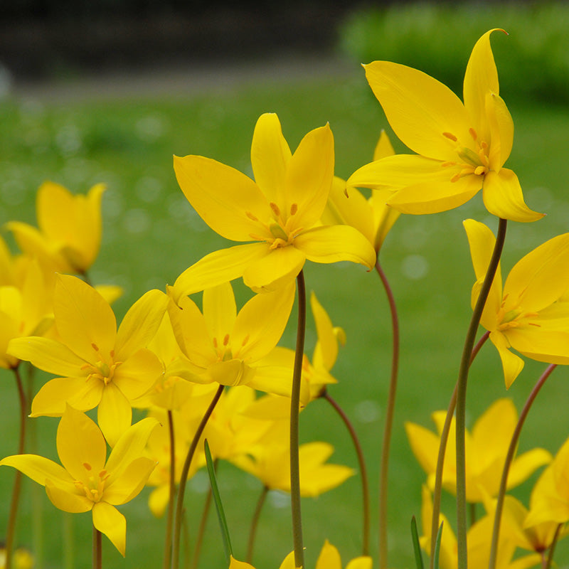 High quality Tulipa Sylvestris Flower seeds for Planting Long Bloom Season, Heirloom & GMO Free Seeds for Home Garden seeds pack