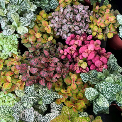 Multi-Colour Fittonia Flower seeds for Planting - Sun Loving, Heirloom & GMO Free Seeds for Home Garden