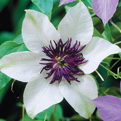 Clematis Flower seeds for Planting Shade Tolerant Heirloom & GMO Free Seeds for Home Garden
