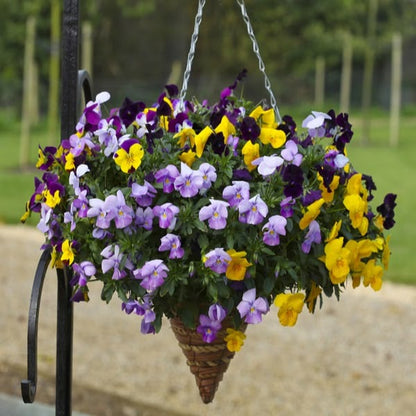 Pansy Trailing Flower seeds for Planting Bright Blooms Heirloom & GMO Free Seeds for Home Garden
