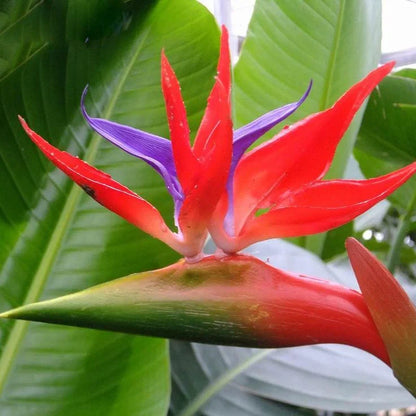 Red Strelitzia Reginae Flower seeds for Planting Hardy Variety Heirloom & GMO Free Seeds for Home Garden