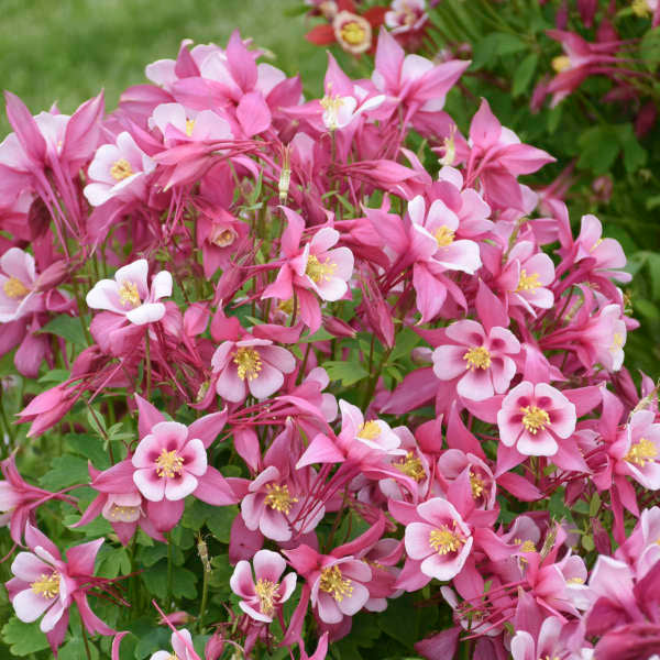 Premium White Pink Aquilegia Flower seeds for Planting Bright Blooms, Heirloom & GMO Free Seeds for Home Garden seeds