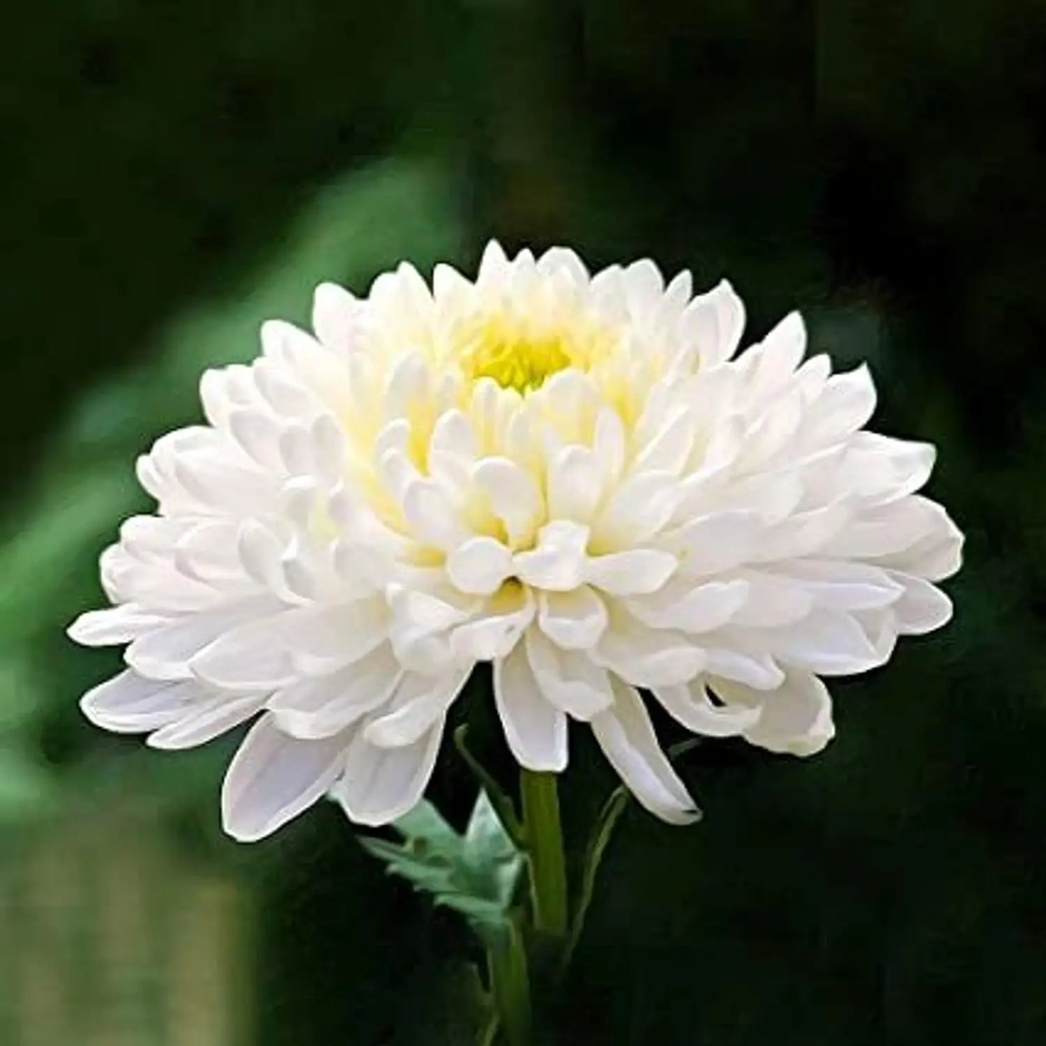 Chrysanthemum Flower Seeds Green White Flower seeds for Planting Drought Tolerant, Heirloom & GMO Free Seeds for Home Garden vegetable and garden seeds