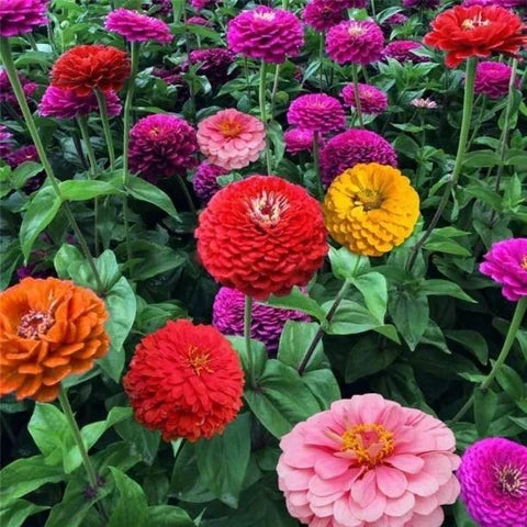 Castor flower seeds - Flower seeds for Planting - Low Maintenance, Heirloom & GMO Free Seeds for Home Garden