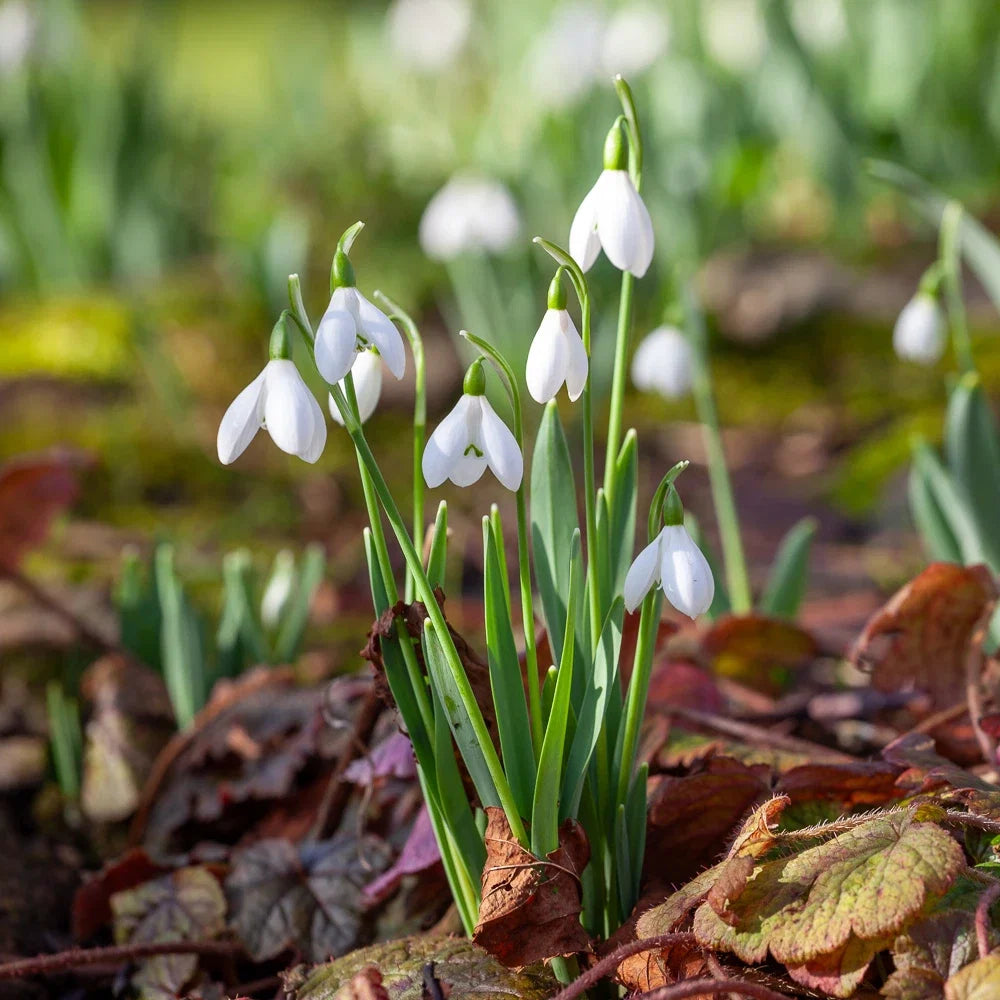 Snowdrop Flower seeds for Planting Compact Growth Heirloom & GMO Free Seeds for Home Garden
