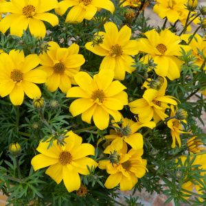 Yellow Bidens Flower seeds for Planting Low Maintenance, Heirloom & GMO Free Seeds for Home Garden vegetable and garden seeds