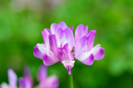 Violet Milkvetch Sinicus Flower seeds for Planting Fragrant Blossoms, Heirloom & GMO Free Seeds for Home Garden vegetable and garden seeds