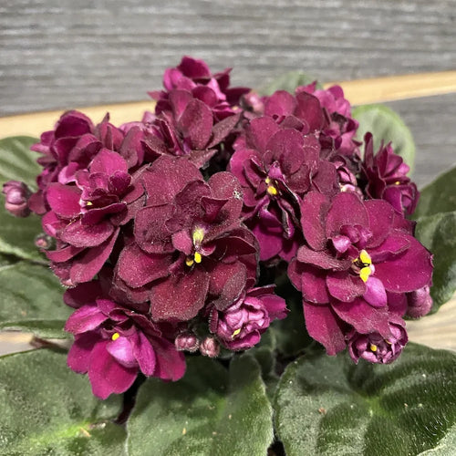 Premium Burgundy Saintpaulia Flower seeds for Planting Vibrant Colors, Heirloom & GMO Free Seeds for Home Garden seeds