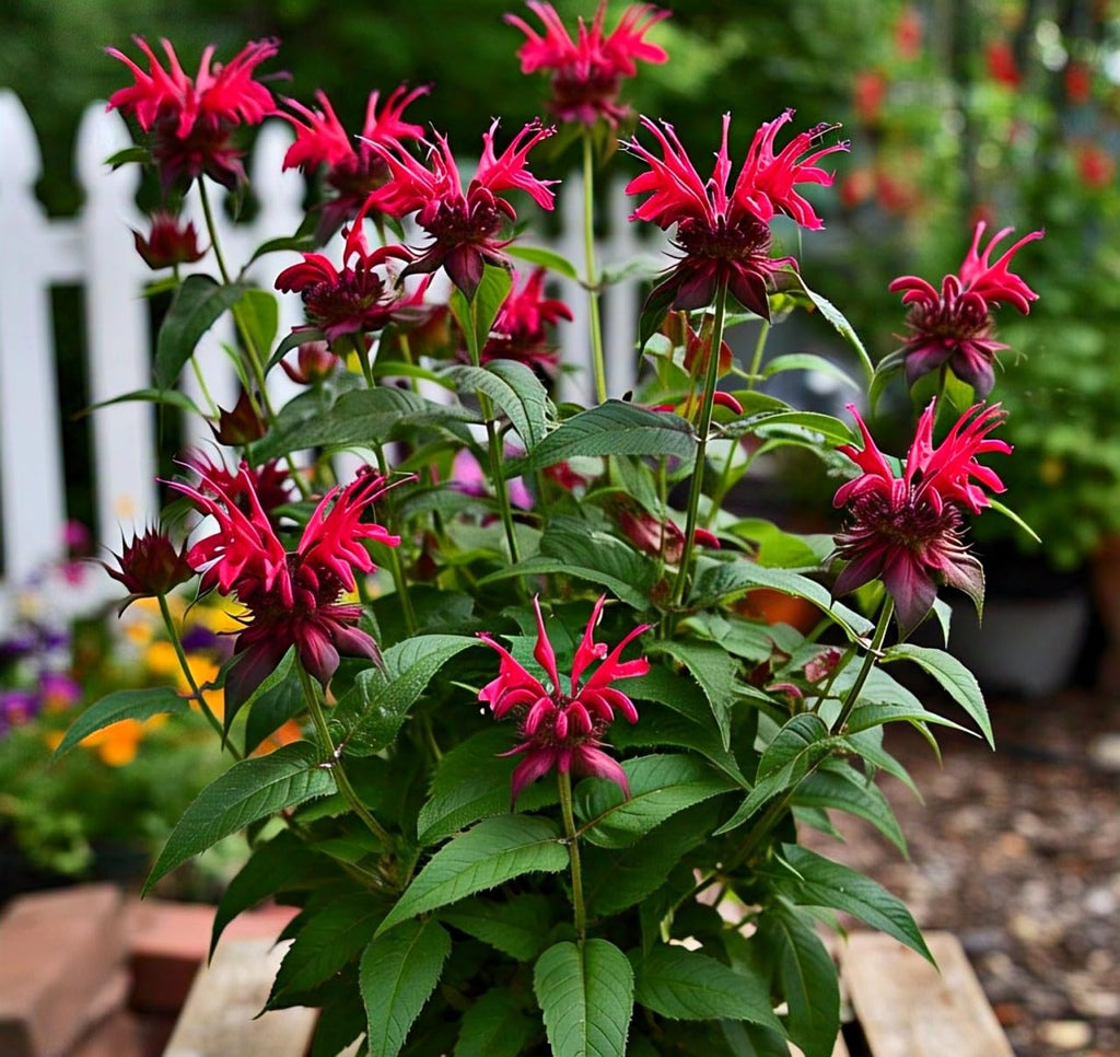 Bee Balm Flower Seeds – Heirloom, Non-GMO, Pollinator-Friendly
