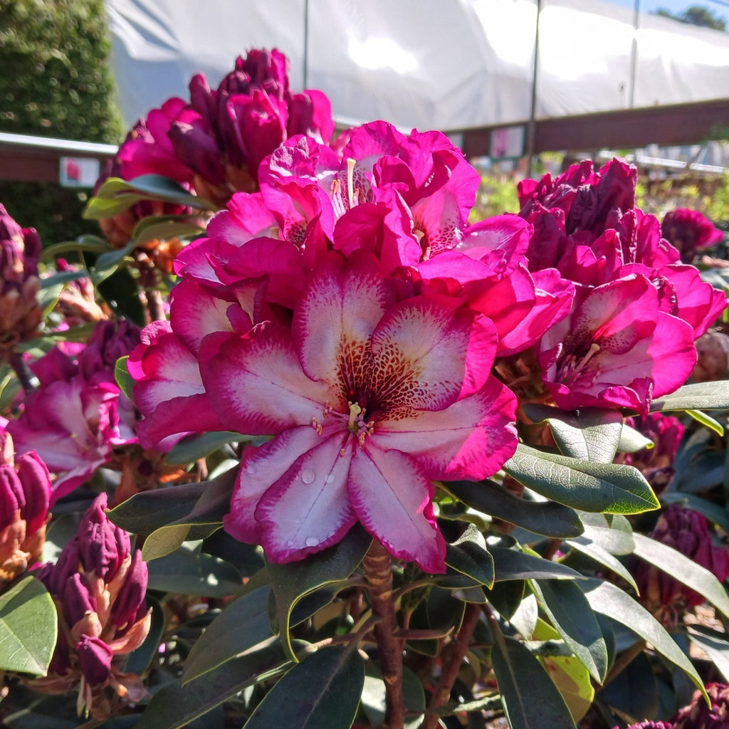 Premium Pink Rhododendron Hans Flower seeds for Planting Colorful Display, Heirloom & GMO Free Seeds for Home Garden seeds