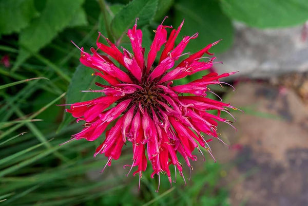 Bee Balm Flower Seeds – Heirloom, Non-GMO, Pollinator-Friendly