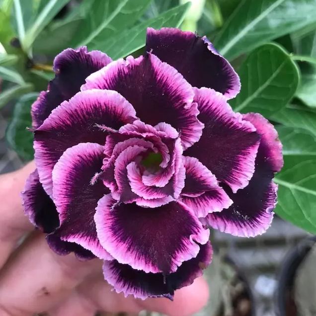 Adenium Obesum Flower seeds for Planting Low Maintenance Heirloom & GMO Free Seeds for Home Garden
