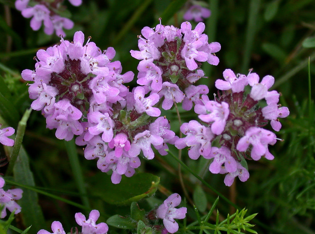 Thymus Serpyllum Flower seeds for Planting Cottage Garden Essential Heirloom & GMO Free Seeds for Home Garden seeds for planting