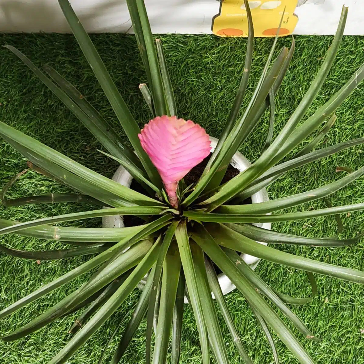 Tillandsia Cyanea Bonsai Flower seeds for Planting Fragrant Blossoms Heirloom & GMO Free Seeds for Home Garden