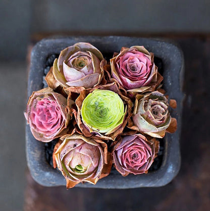 Mountain Rose Flower seeds for Planting Garden Favorite Heirloom & GMO Free Seeds for Home Garden