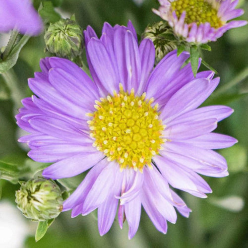 Blue Tataricus Flower seeds for Planting Shade Tolerant, Heirloom & GMO Free Seeds for Home Garden seeds for planting