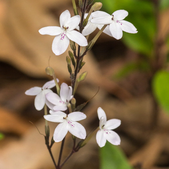 Galium Flower seeds for Planting Sun Loving, Heirloom & GMO Free Seeds for Home Garden seeds for planting