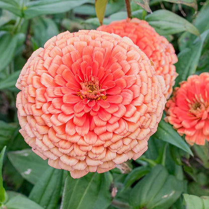 Zinnia Benary Giant Flower seeds for Planting Colorful Display Heirloom & GMO Free Seeds for Home Garden