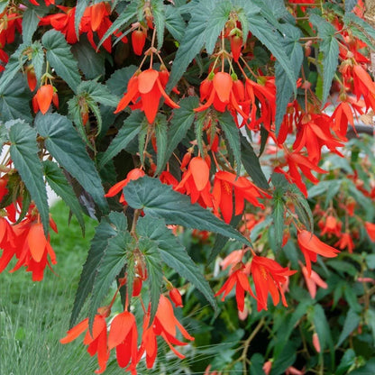 Boliviensis Flower seeds for Planting - Vibrant Colors, Heirloom & GMO Free Seeds for Home Garden