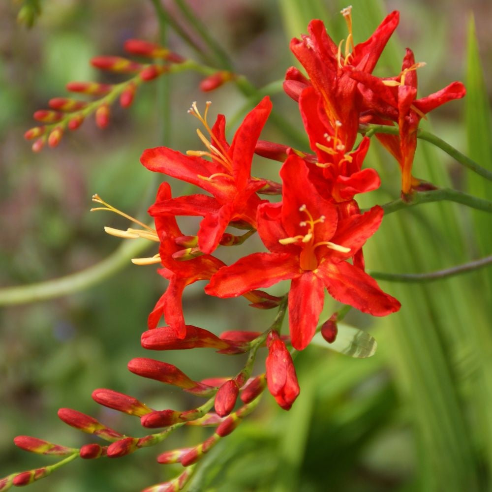 High quality Bressingham Flower seeds for Planting Hardy Variety, Heirloom & GMO Free Seeds for Home Garden seeds pack