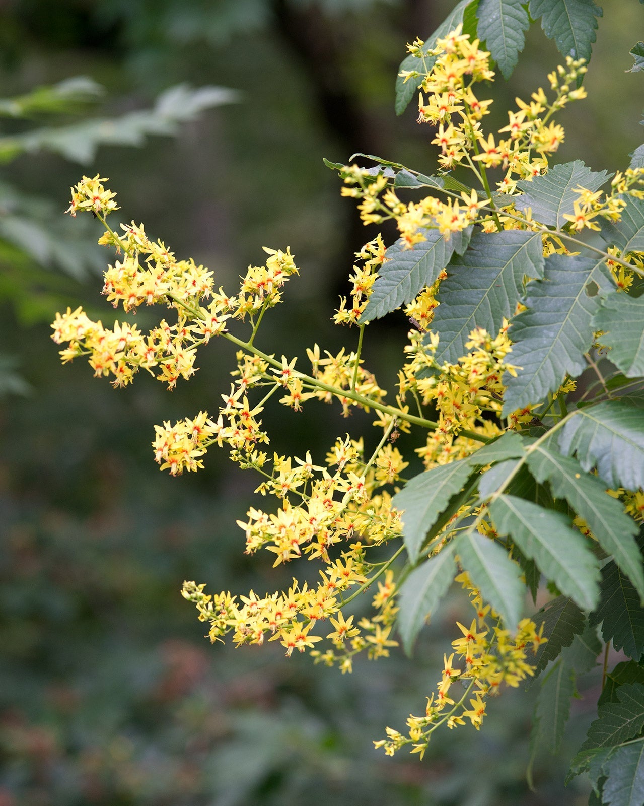 Koelreuteria Tree Flower seeds for Planting Wildflower Mix Heirloom & GMO Free Seeds for Home Garden