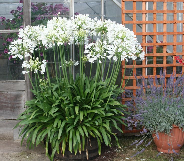 Agapanthus Africanus Flower seeds for Planting Compact Growth Heirloom & GMO Free Seeds for Home Garden vegetable and garden seeds