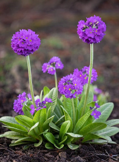 Heirloom Denticulata Flower seeds for Planting Wildflower Mix Heirloom & GMO Free Seeds for Home Garden