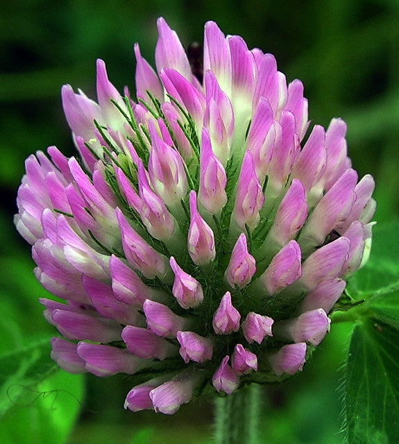 Pink Astragalus Sinicus Flower seeds for Planting Wildflower Mix, Heirloom & GMO Free Seeds for Home Garden vegetable and garden seeds