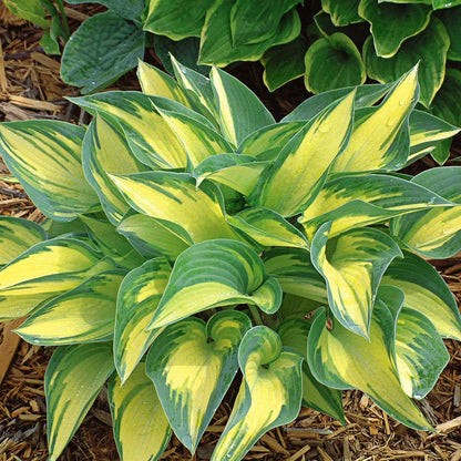Hosta Lily Flower seeds for Planting - Cottage Garden Essential, Heirloom & GMO Free Seeds for Home Garden