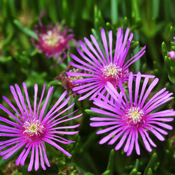 Premium Pink Delosperma Flower seeds for Planting Vibrant Colors, Heirloom & GMO Free Seeds for Home Garden seeds
