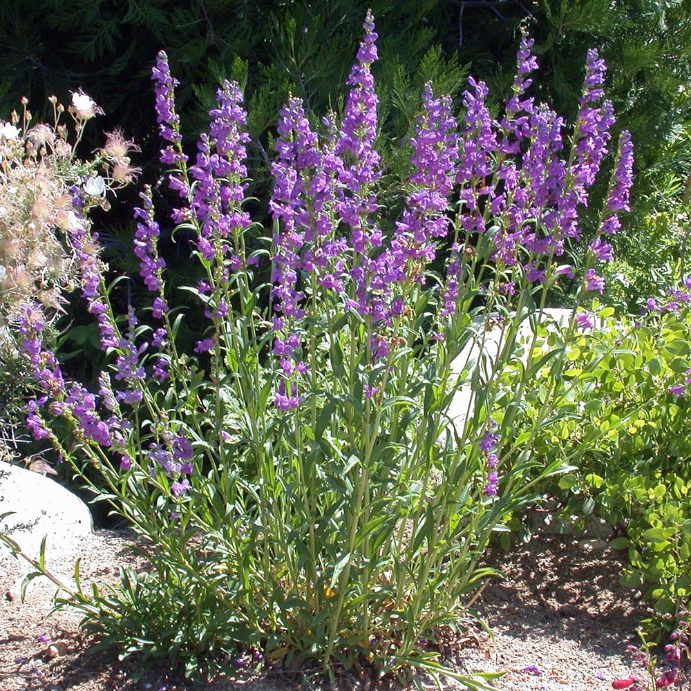 High quality Blue Penstemon Flower seeds for Planting Pollinator Friendly, Heirloom & GMO Free Seeds for Home Garden seeds pack
