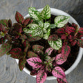 Pink Hypoestes Flower seeds for Planting Sun Loving, Heirloom & GMO Free Seeds for Home Garden seeds for planting