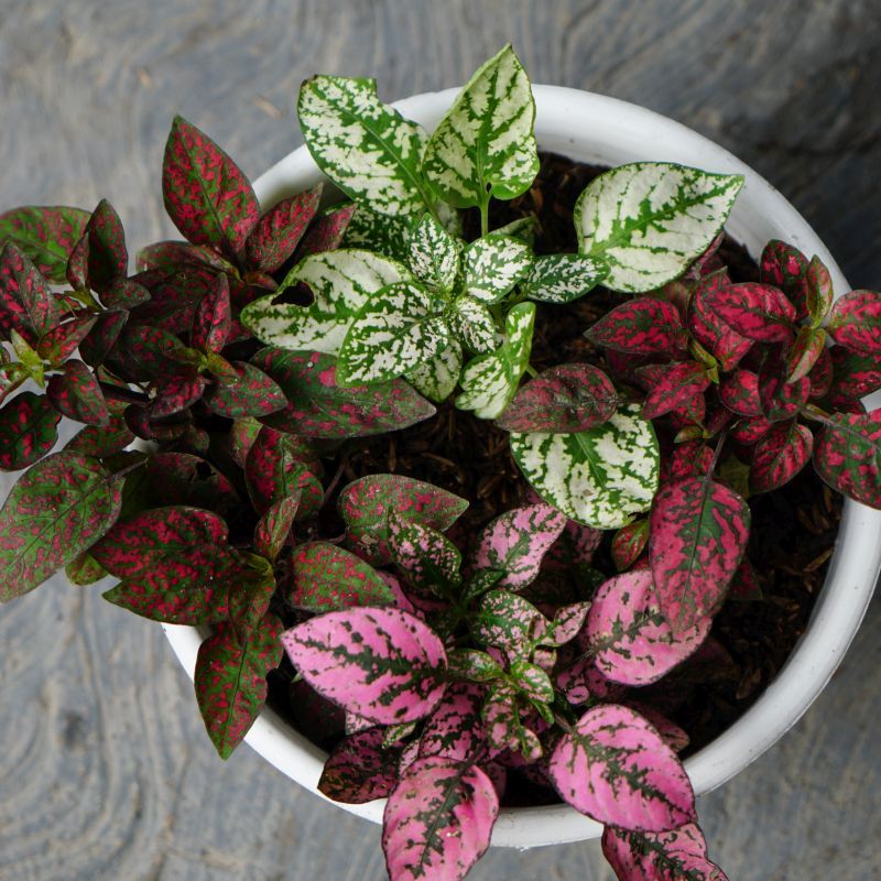 Pink Hypoestes Flower seeds for Planting Sun Loving, Heirloom & GMO Free Seeds for Home Garden seeds for planting