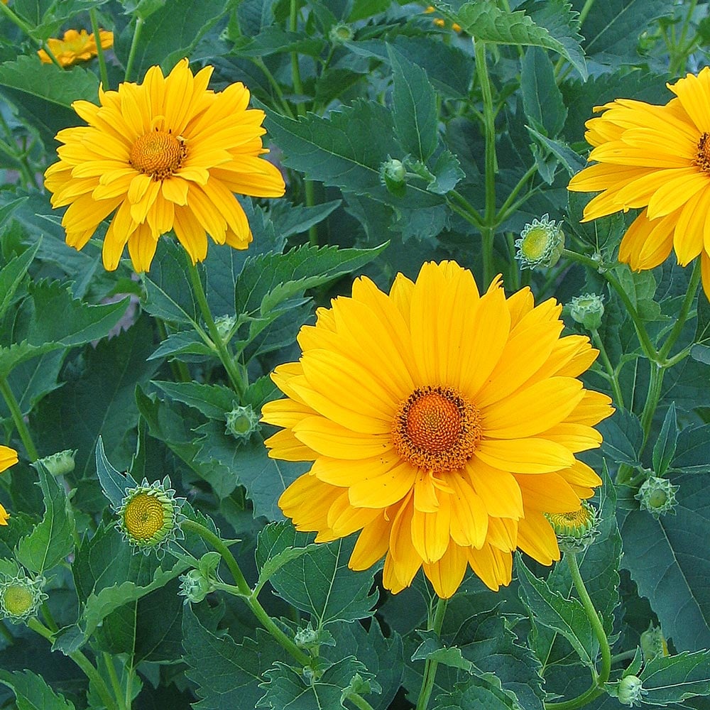 Heliopsis SunFlower seeds for Planting Colorful Display Heirloom & GMO Free Seeds for Home Garden