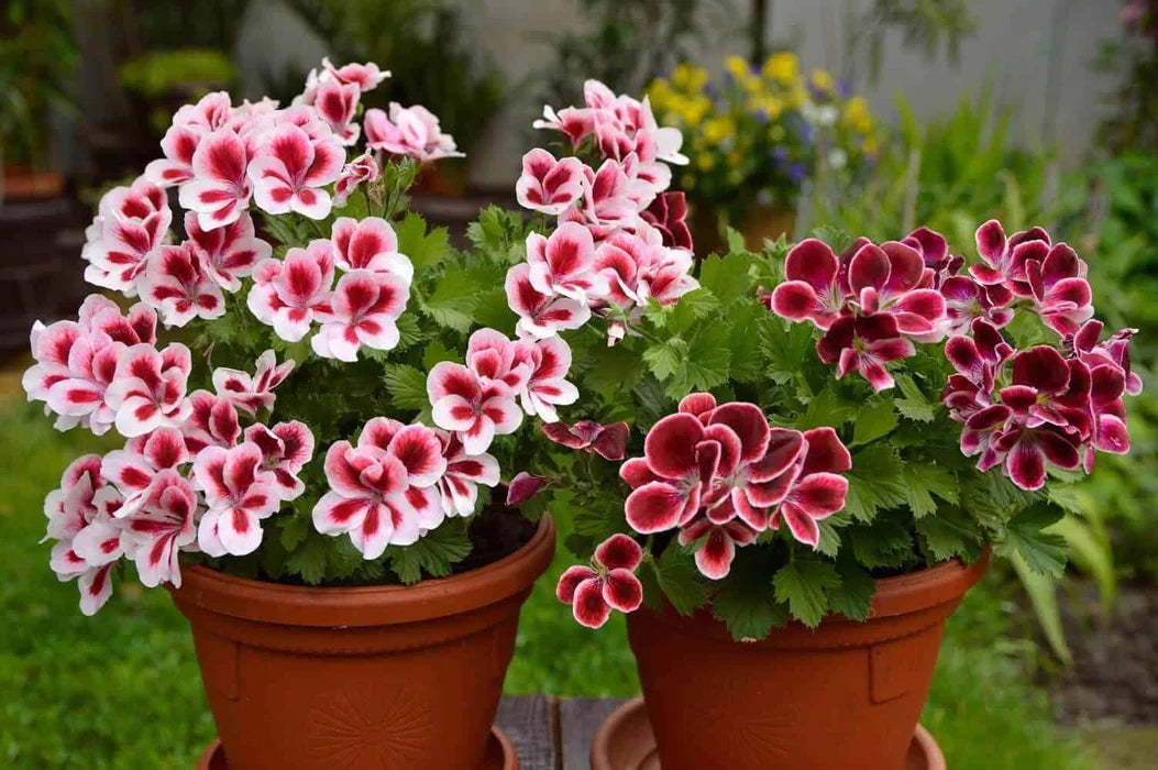 Pelargonium Flower seeds for Planting Colorful Display Heirloom & GMO Free Seeds for Home Garden