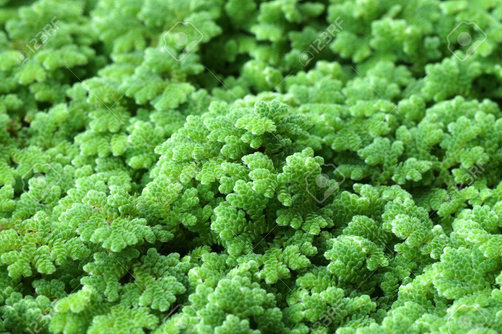 Premium Gray Crested Fern Flower seeds for Planting Premium Quality, Heirloom & GMO Free Seeds for Home Garden seeds