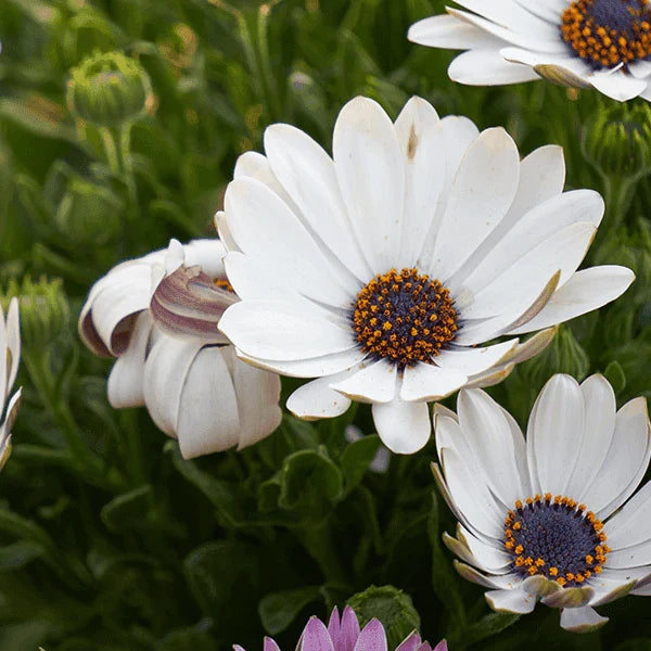 Brachyscome Flower seeds for Planting Bright Blooms Heirloom & GMO Free Seeds for Home Garden