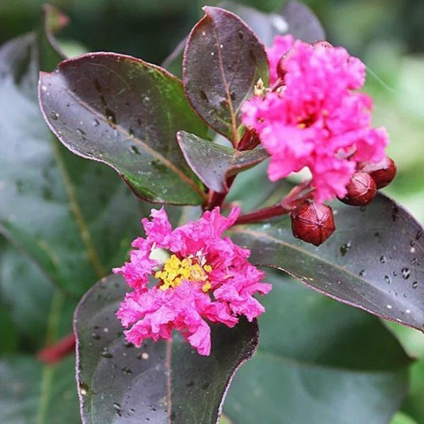 High quality Pink Crape Myrtle Flower seeds for Planting Garden Favorite, Heirloom & GMO Free Seeds for Home Garden seeds pack