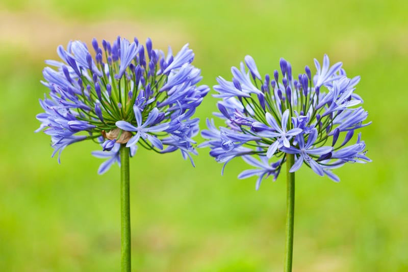 Agapanthus Africanus Flower seeds for Planting Shade Tolerant, Heirloom & GMO Free Seeds for Home Garden vegetable and garden seeds