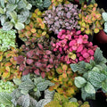 Mixed Fittonia Verschaffeltii Flower seeds for Planting Cut Flower Favorite, Heirloom & GMO Free Seeds for Home Garden seeds for planting
