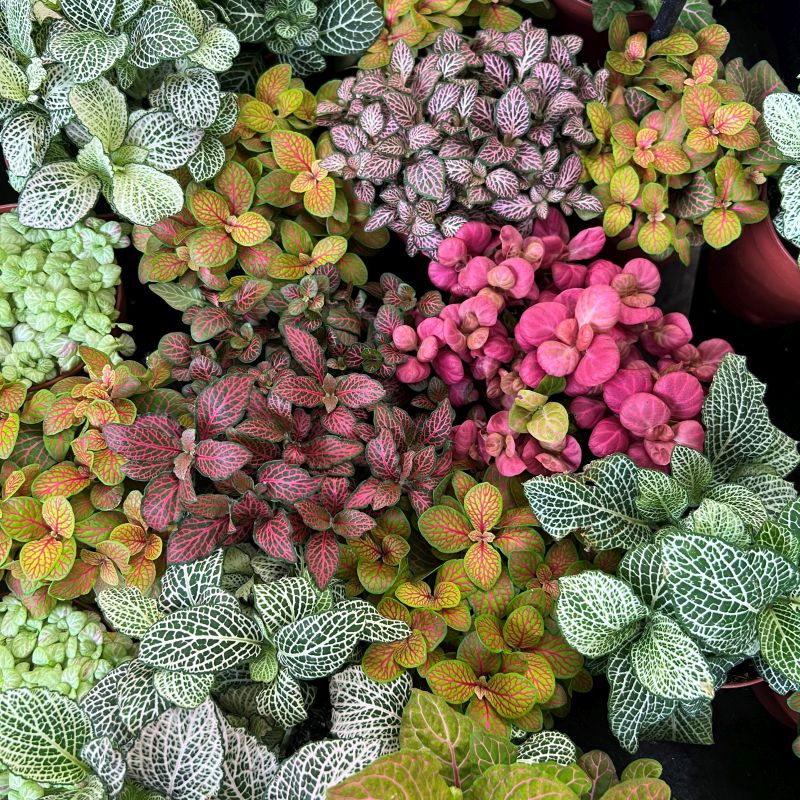 Mixed Fittonia Verschaffeltii Flower seeds for Planting Cut Flower Favorite, Heirloom & GMO Free Seeds for Home Garden seeds for planting