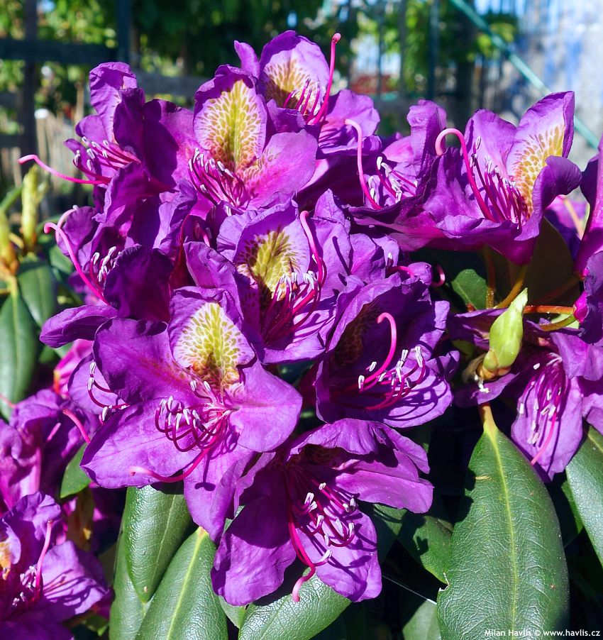 Purple Rhododendron Flower seeds for Planting Pollinator Friendly, Heirloom & GMO Free Seeds for Home Garden vegetable and garden seeds