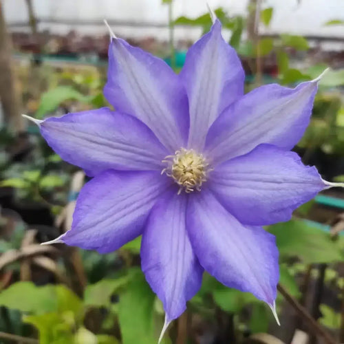 Premium Clematis Blue Flower seeds for Planting Colorful Display, Heirloom & GMO Free Seeds for Home Garden seeds