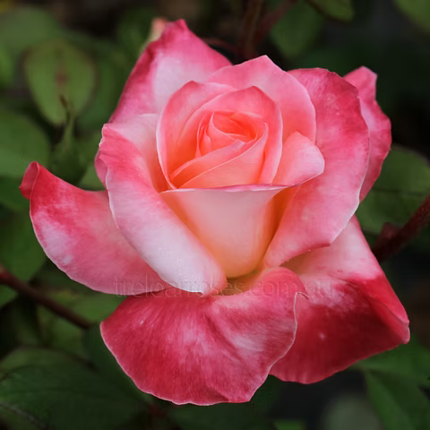 Pink Wales Rose Flower seeds for Planting Premium Quality, Heirloom & GMO Free Seeds for Home Garden vegetable and garden seeds