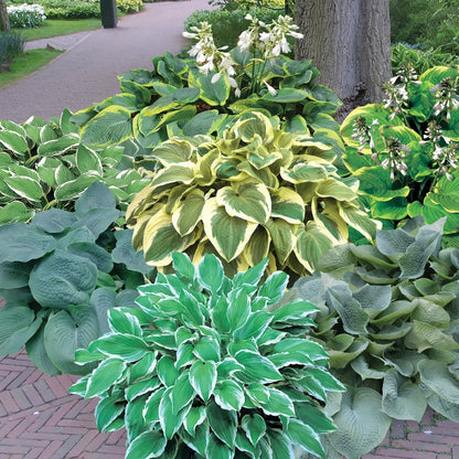 Hosta Lily Flower seeds for Planting - Seasonal Bloomer, Heirloom & GMO Free Seeds for Home Garden