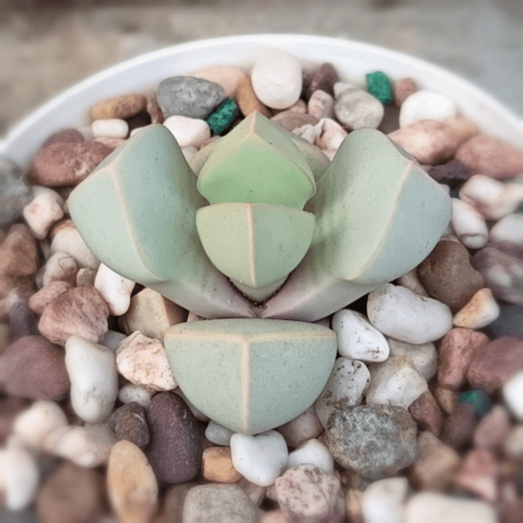 Sea Green Lapidaria Margaretae Flower seeds for Planting Cut Flower Favorite, Heirloom & GMO Free Seeds for Home Garden vegetable and garden seeds
