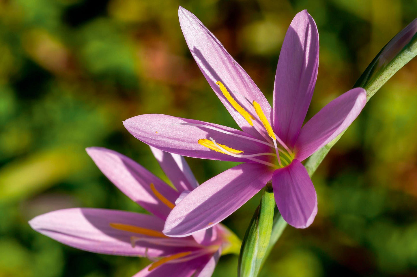 Xerophyta Viscosa Flower seeds for Planting Drought Tolerant Heirloom & GMO Free Seeds for Home Garden