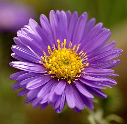 Aster Flower seeds for Planting Compact Growth Heirloom & GMO Free Seeds for Home Garden